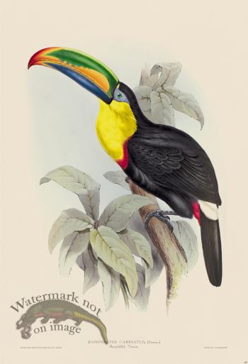 Sharp-billed Toucan